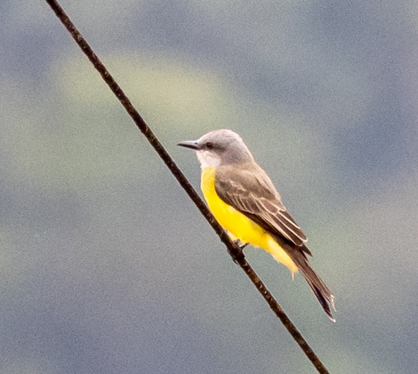 Tropical Kingbird - ML631004732