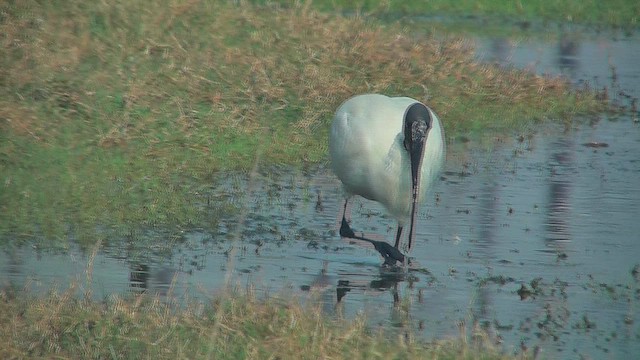 Ibis burubeltza - ML631004768