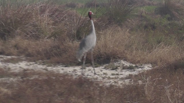 Sarus Crane - ML631004802