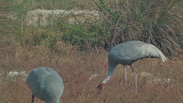 Sarus Crane - ML631004845