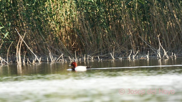 Common Pochard - ML631004912