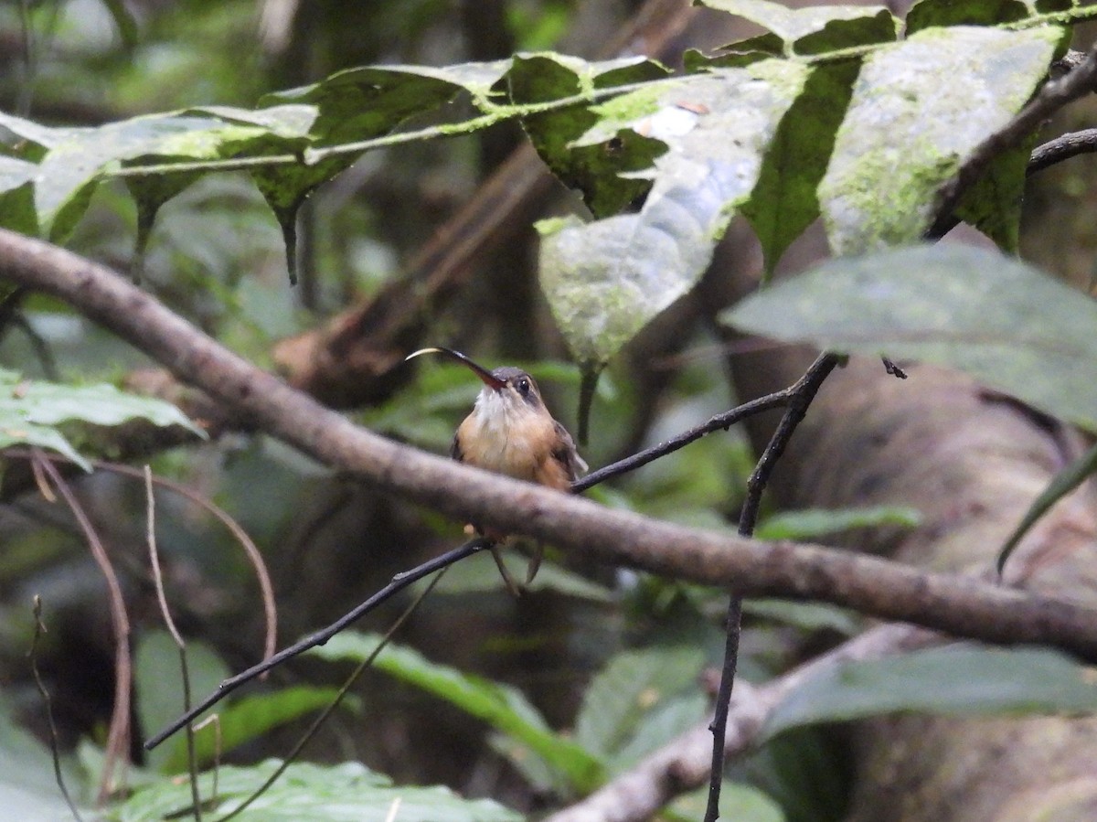 Koepcke's Hermit - ML631004963