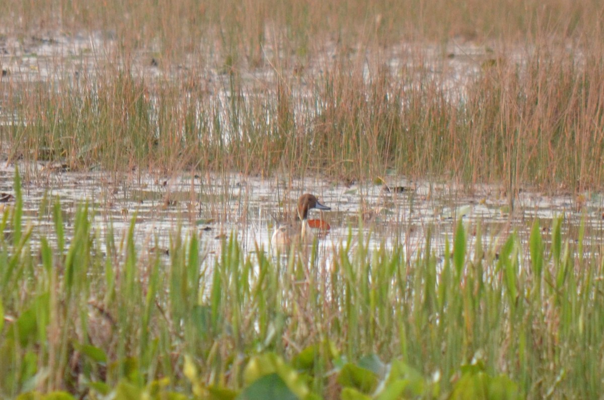 Northern Pintail - ML631004974