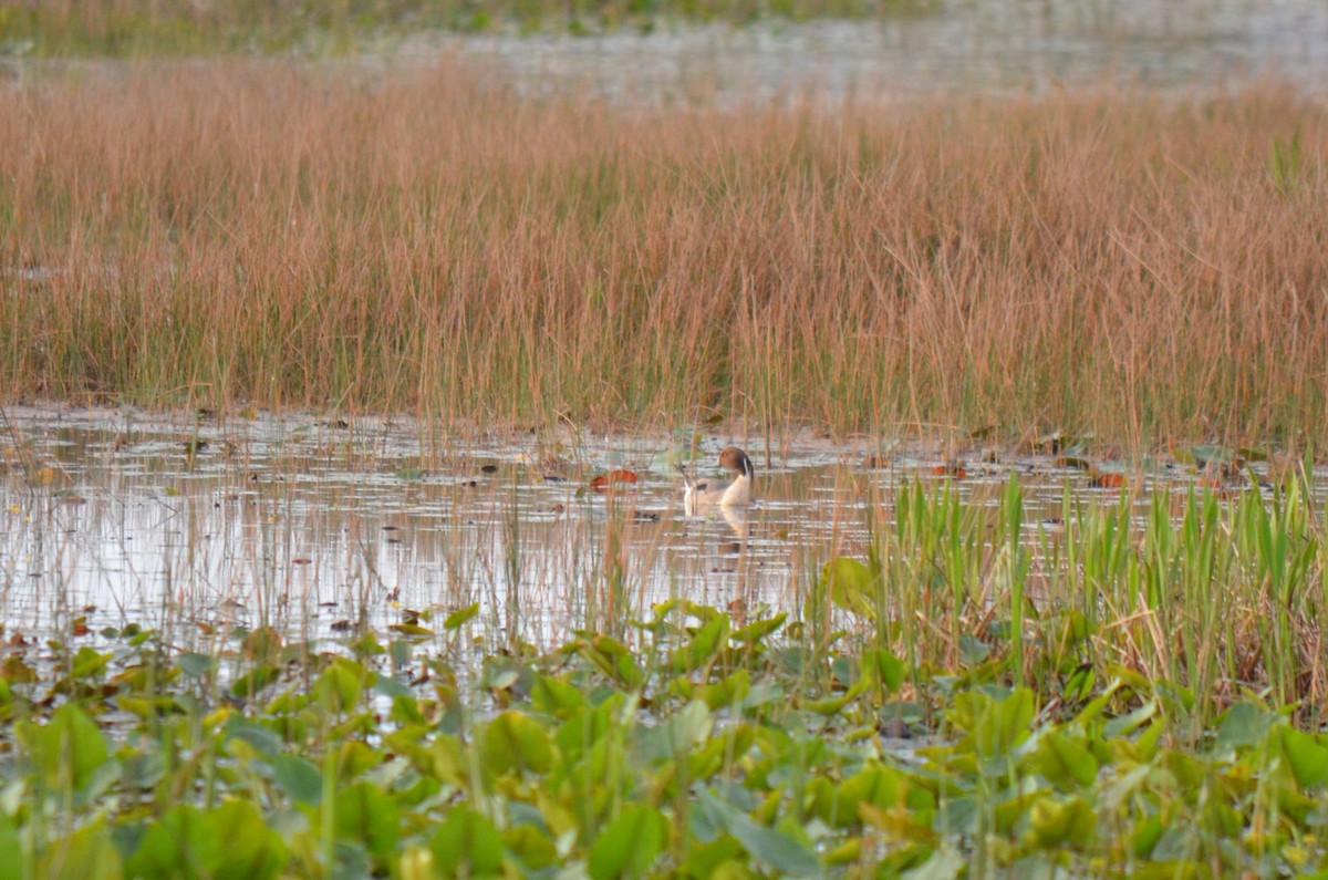 Northern Pintail - ML631004975