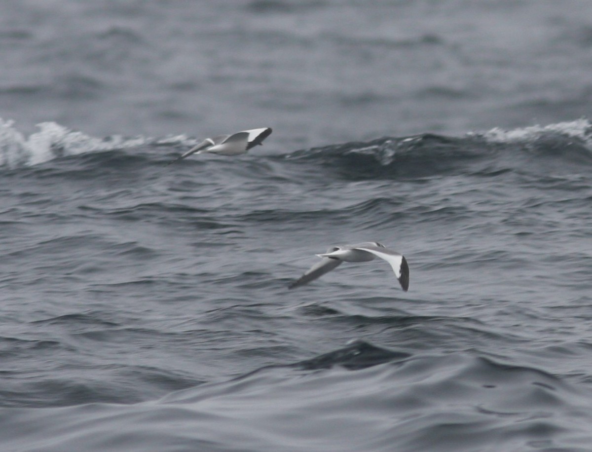 Mouette de Sabine - ML631005053