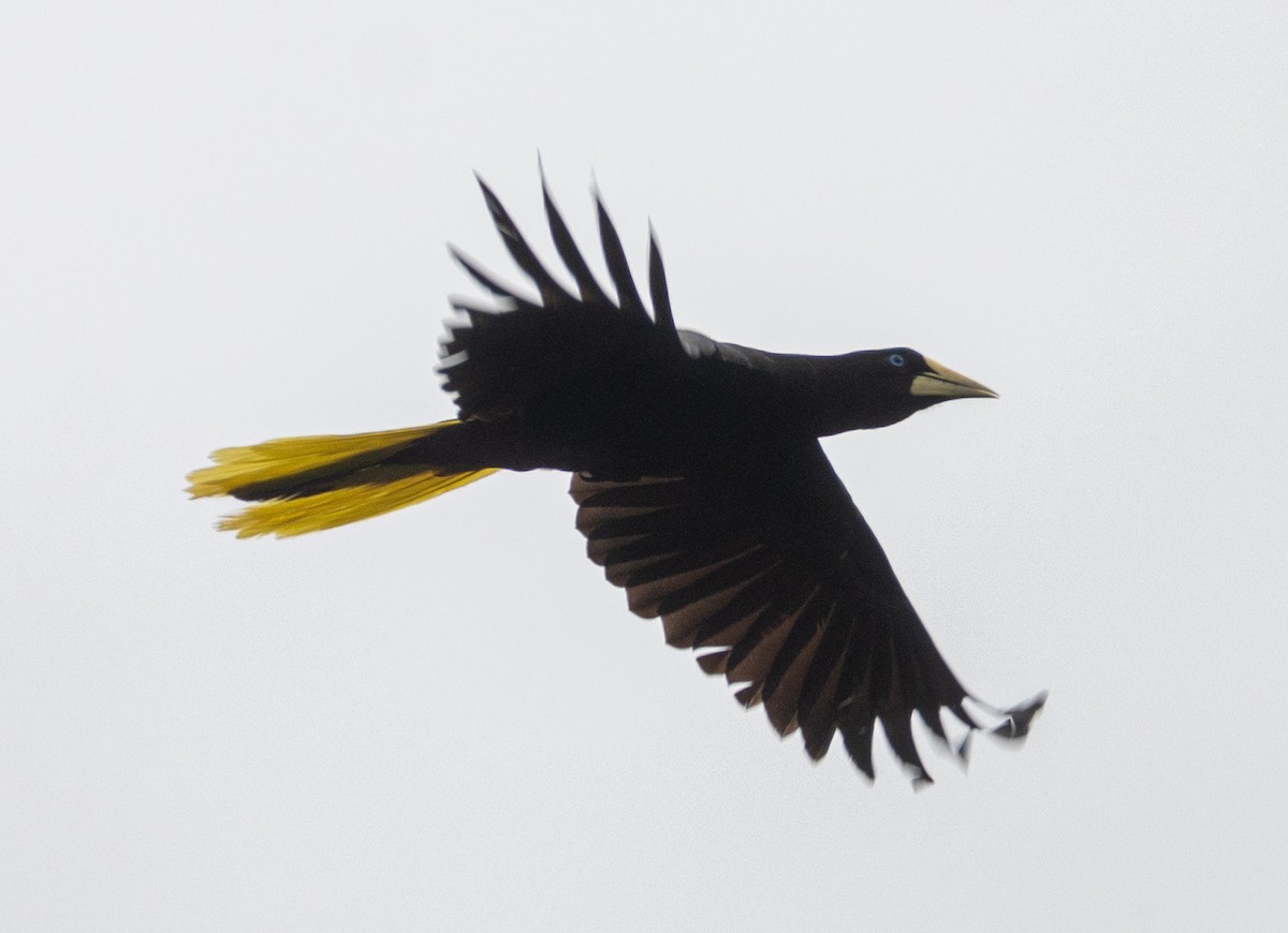Crested Oropendola - ML631005059