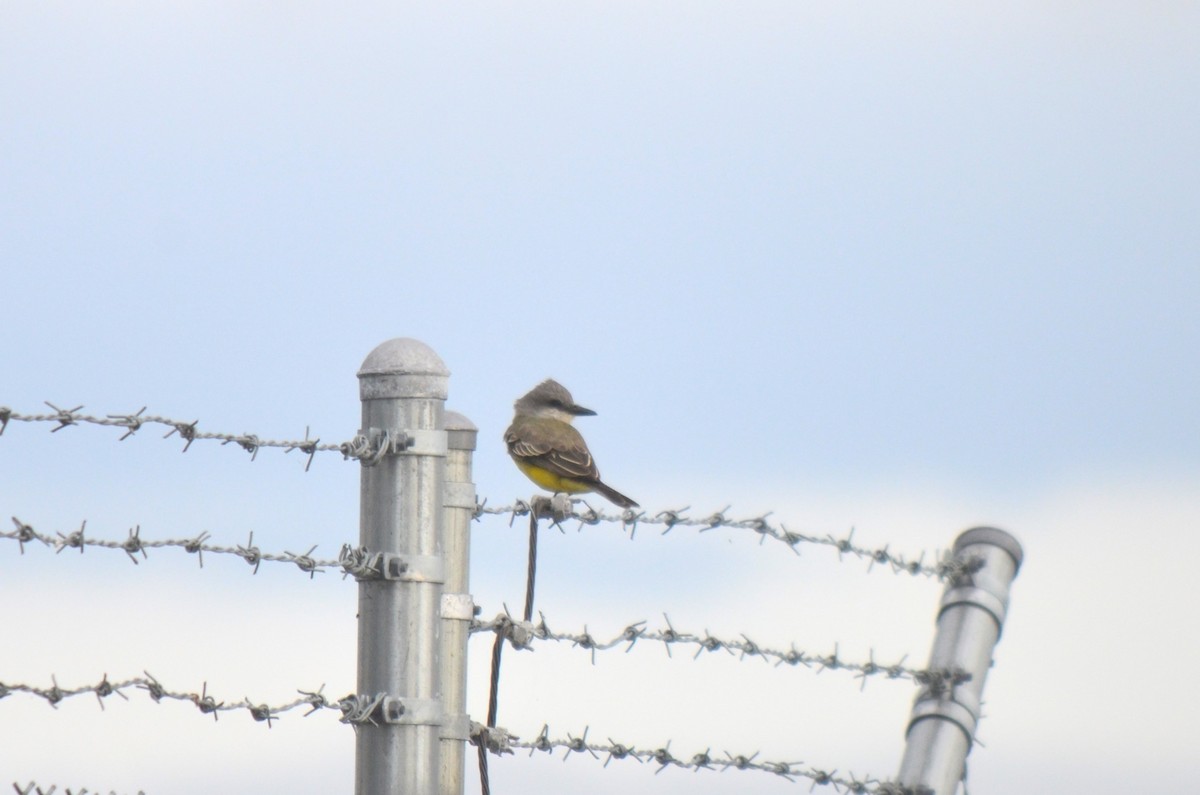 Tropical Kingbird - ML631005236