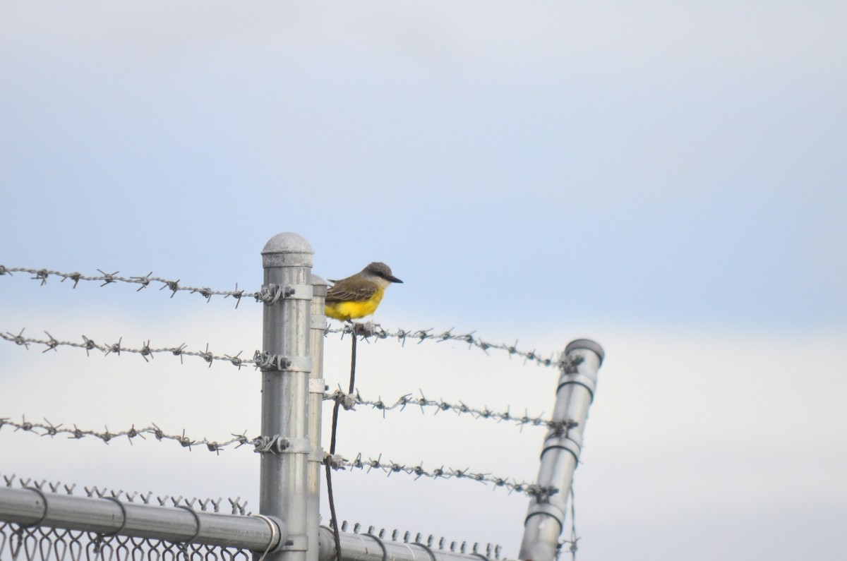 Tropical Kingbird - ML631005237