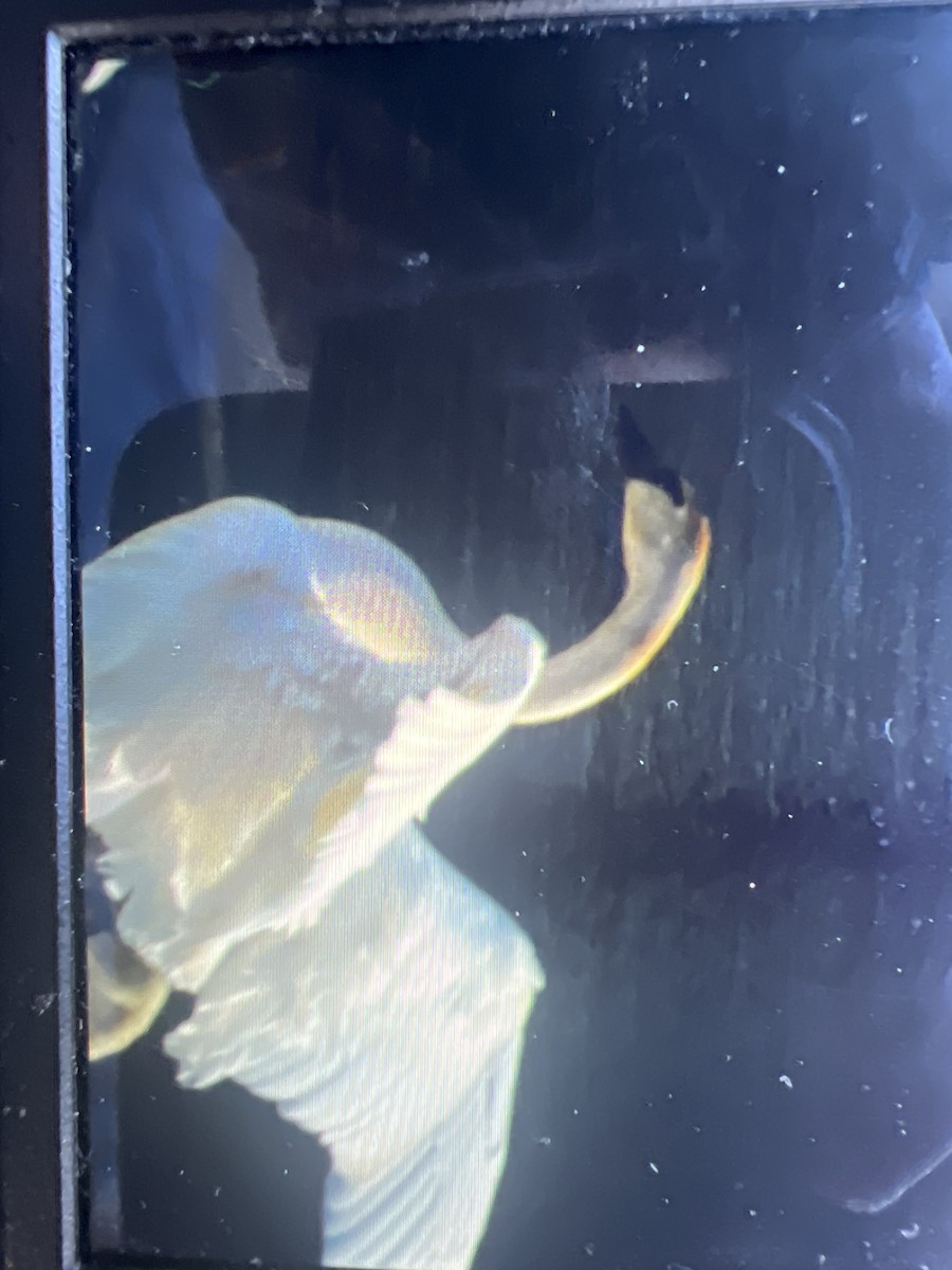 Trumpeter Swan - ML631005303