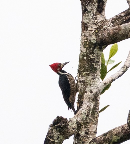 Crimson-crested Woodpecker - ML631005551