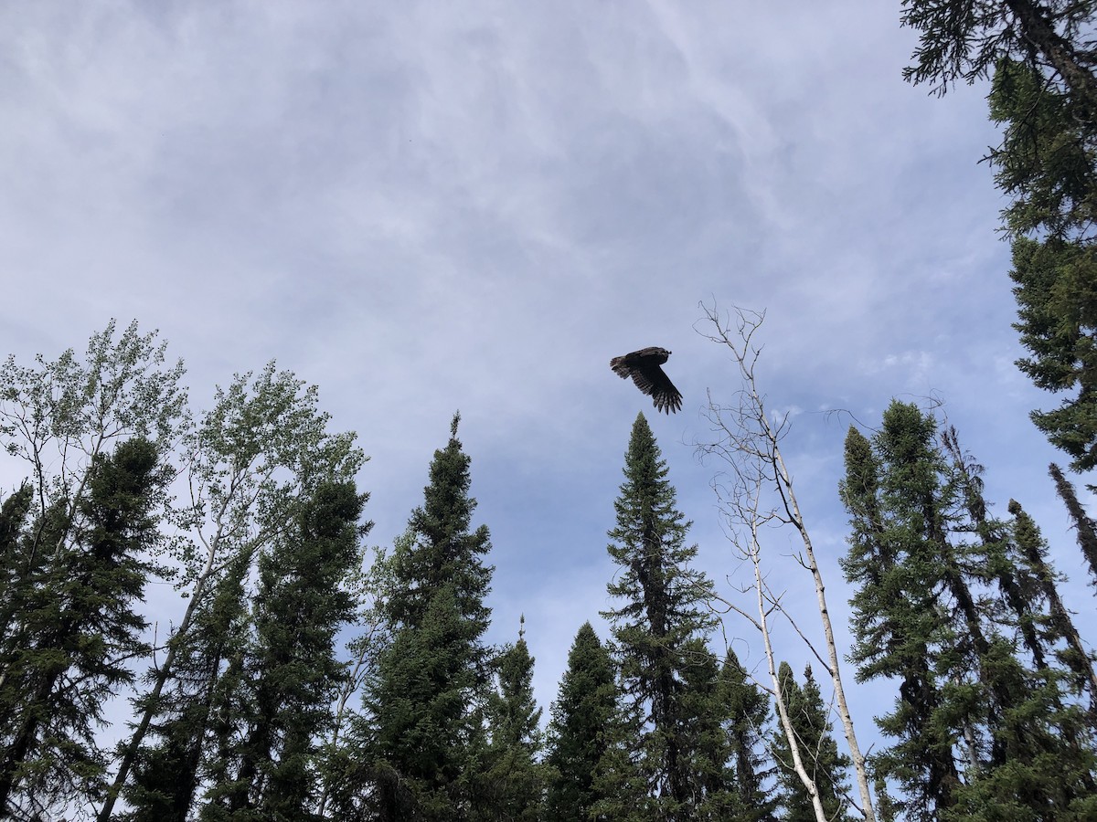 Great Gray Owl - ML631005587