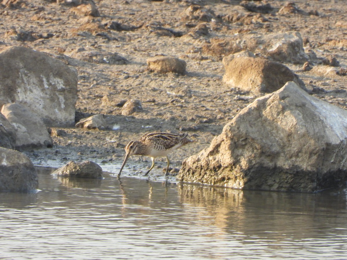 Common Snipe - ML631005691