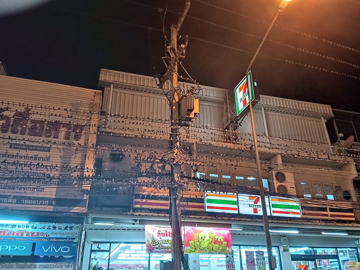 Barn Swallow - ML631005702