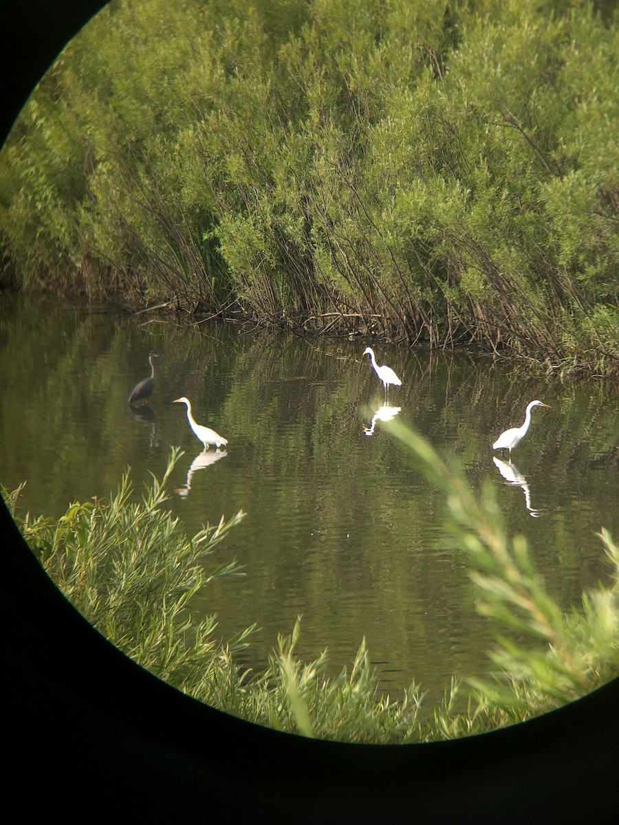 Great Egret - ML631005711