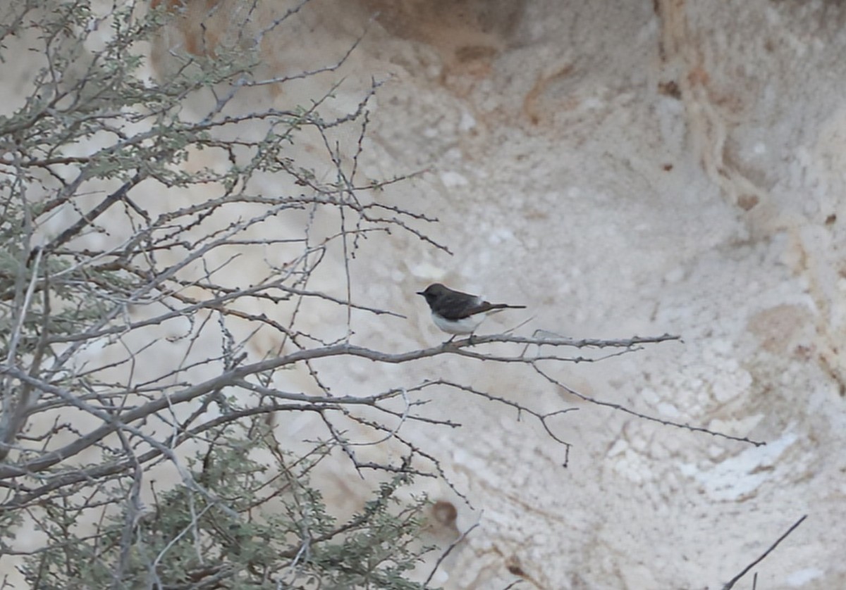 Variable Wheatear - ML631005743