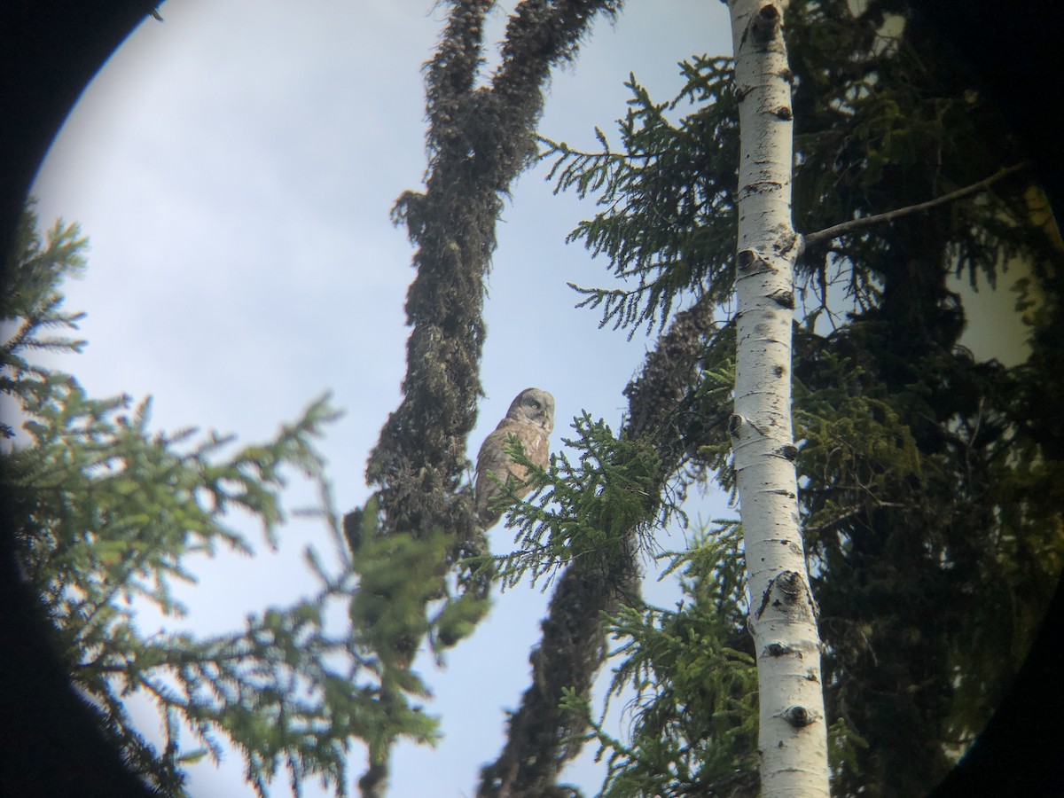 Great Gray Owl - ML631005769