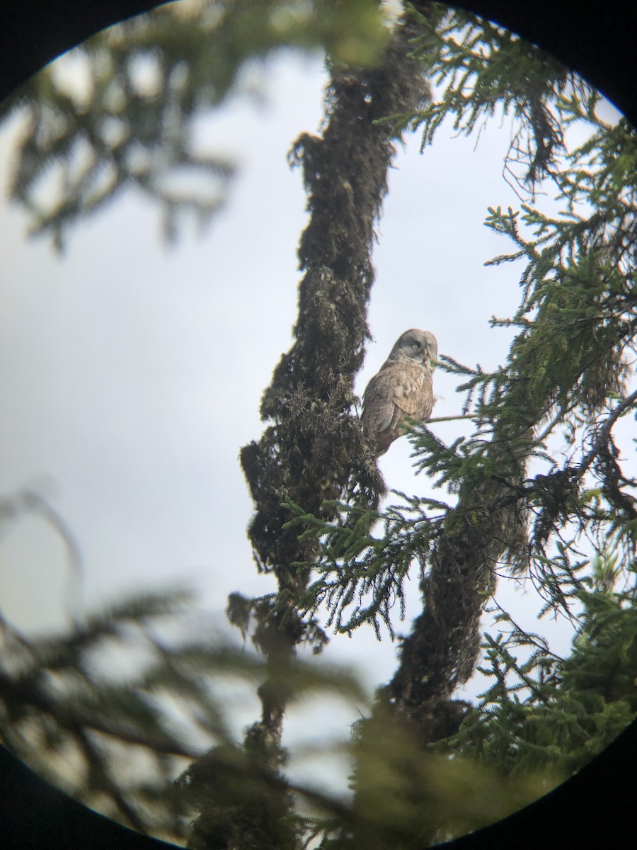 Great Gray Owl - ML631005770