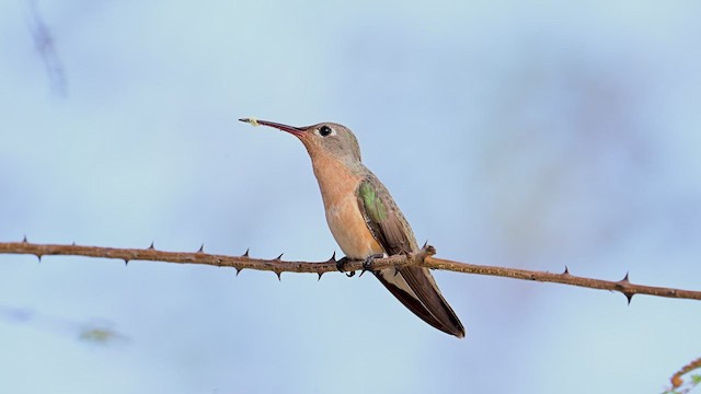 Buffy Hummingbird - ML631005843