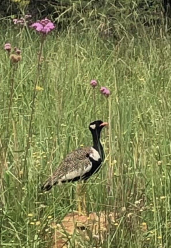 White-quilled Bustard - ML631005853