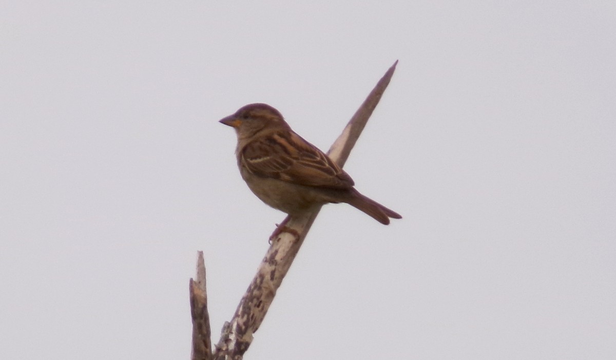 House Sparrow - ML631005928