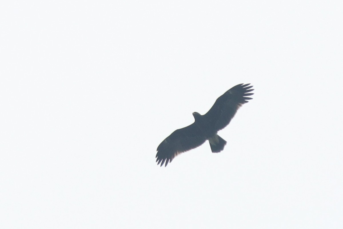 Greater Spotted Eagle - ML631005956
