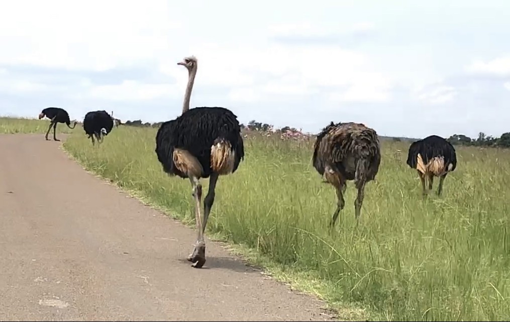 Common Ostrich - ML631006019