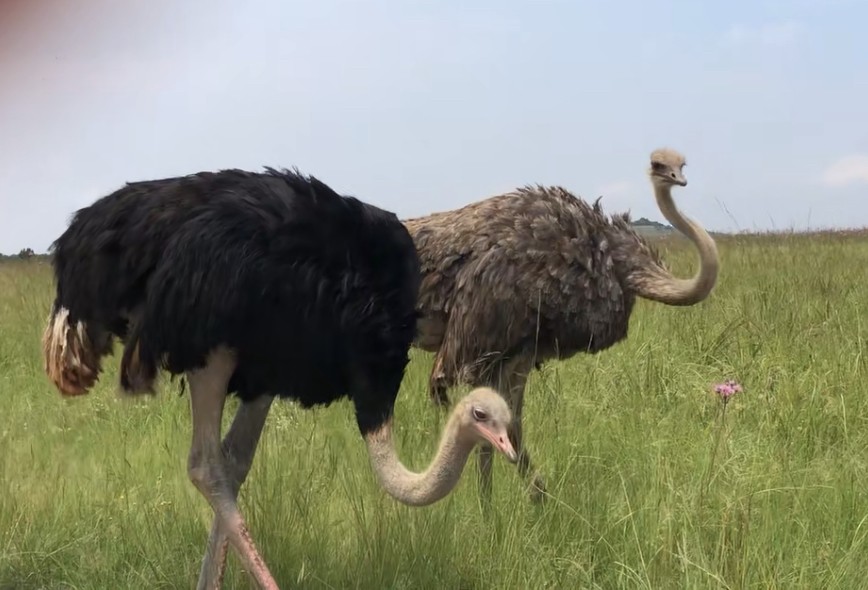 Common Ostrich - ML631006020