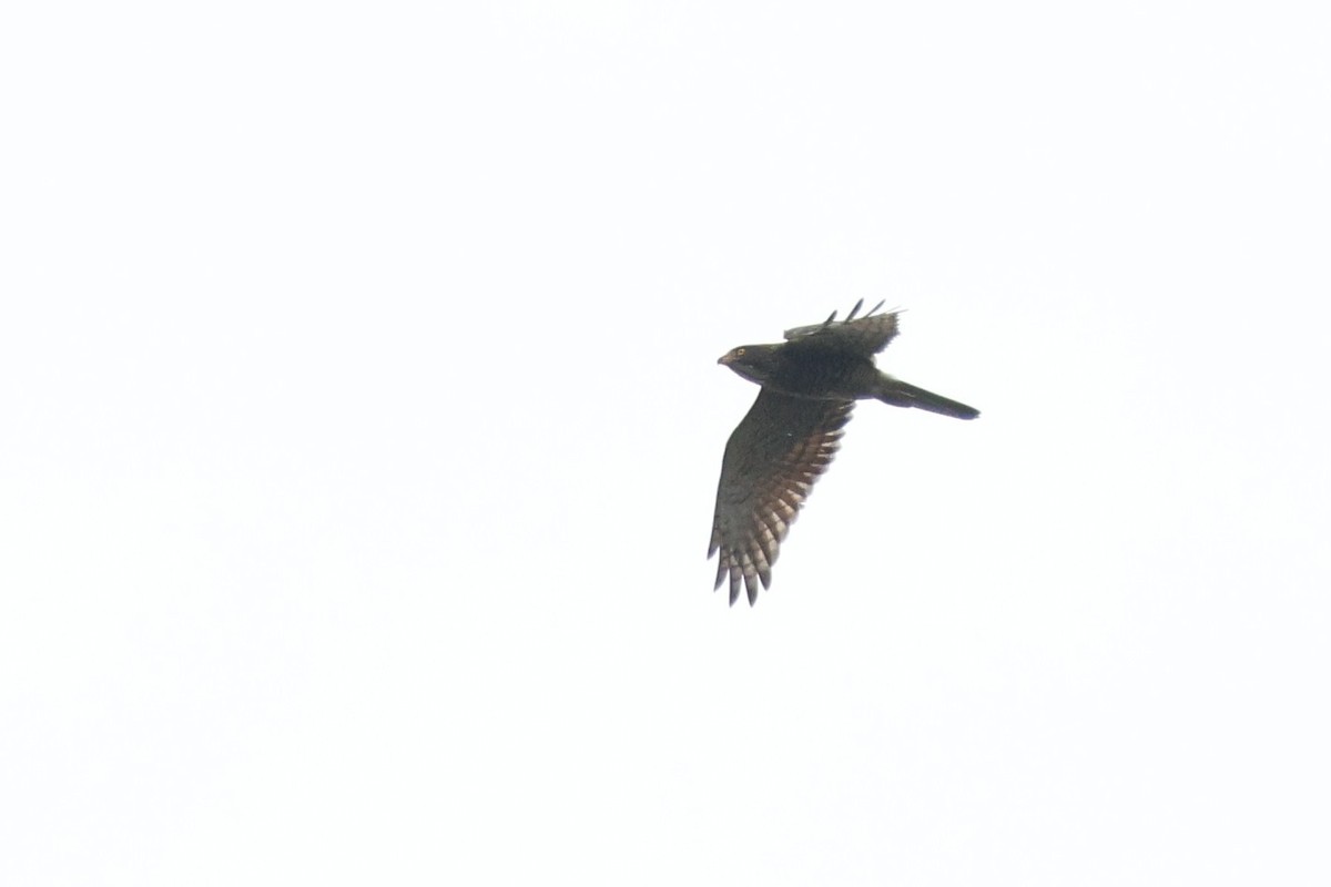 Gray-faced Buzzard - ML631006095