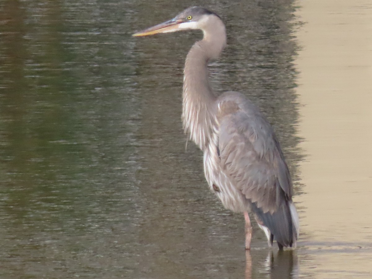 Great Blue Heron - ML631006347