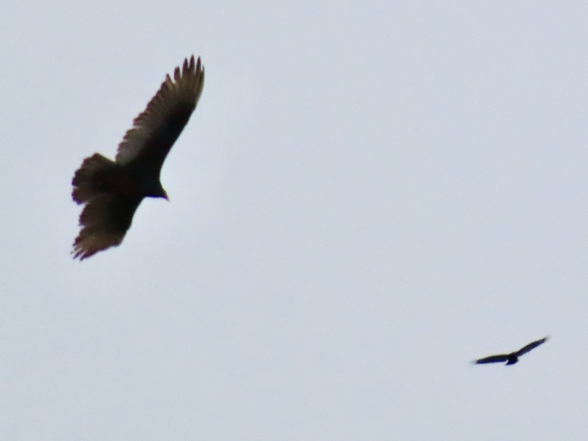 Turkey Vulture - ML631006361
