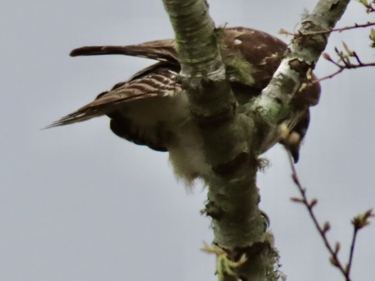 Red-shouldered Hawk - ML631006389
