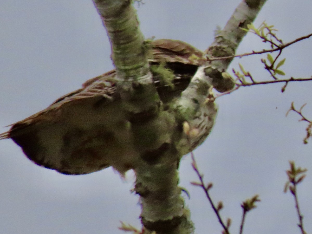 Red-shouldered Hawk - ML631006390