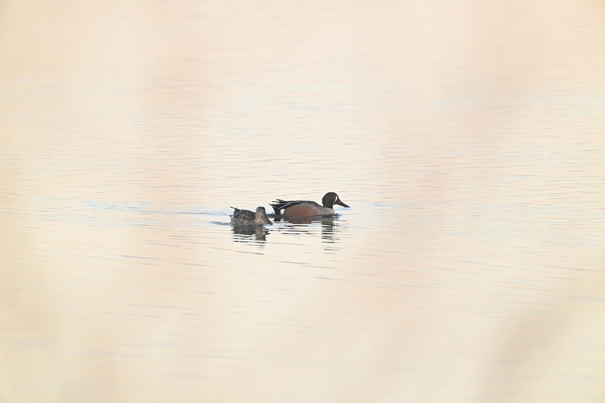 Blue-winged Teal x Northern Shoveler (hybrid) - ML631006391