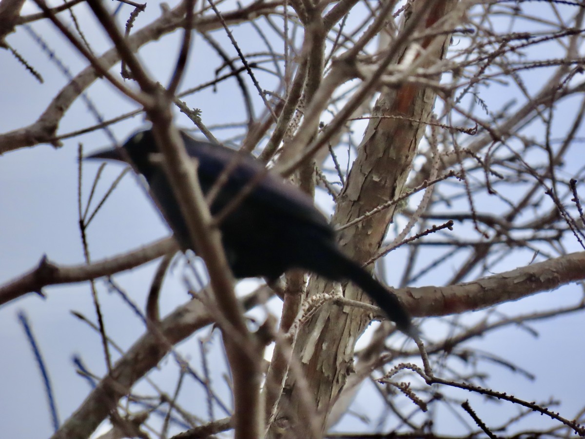 Common Grackle - ML631006415