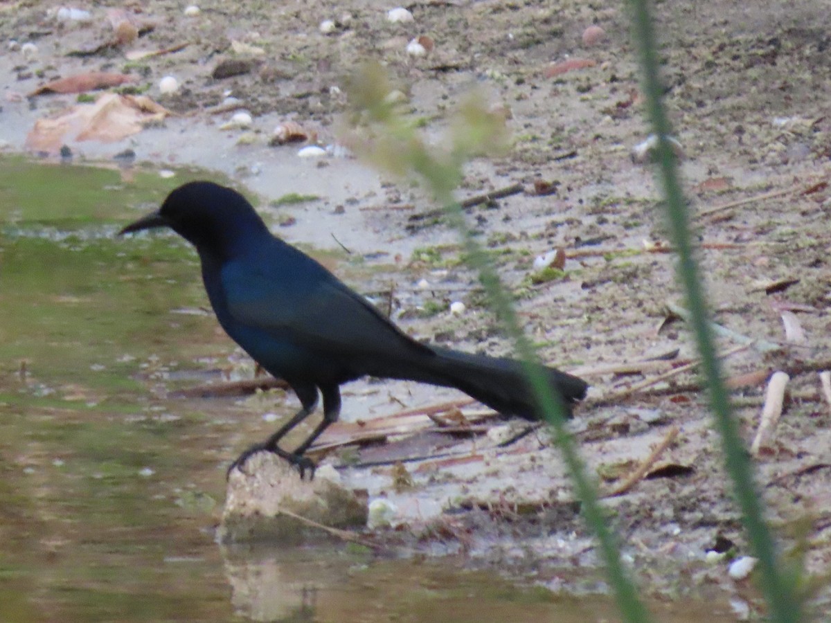 Boat-tailed Grackle - ML631006435