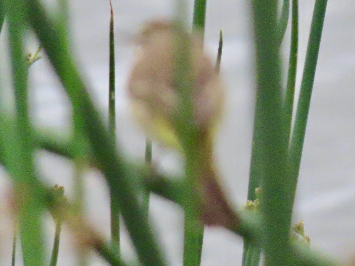 Palm Warbler - ML631006446