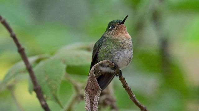 Tyrian Metaltail - ML631006678