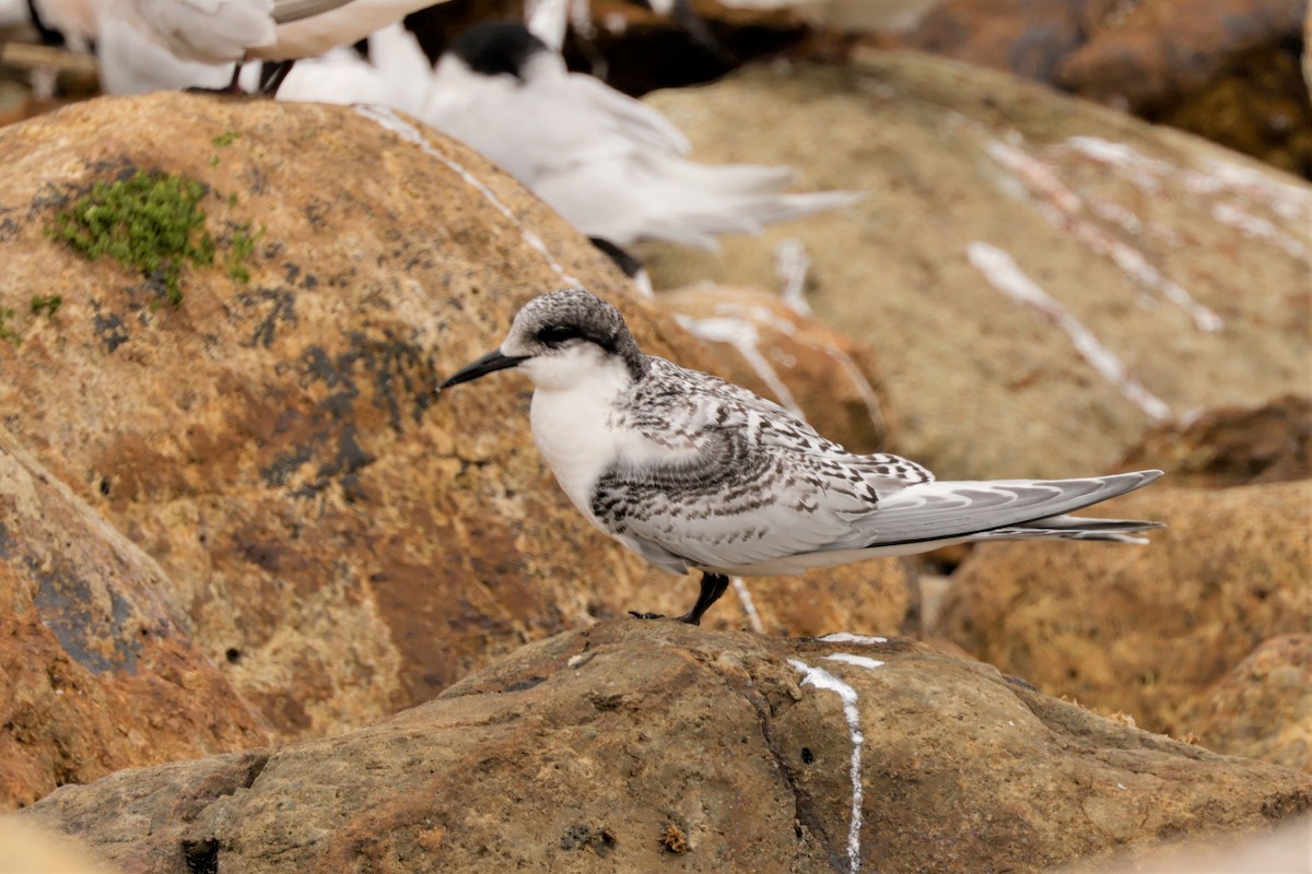White-fronted Tern - ML631006724