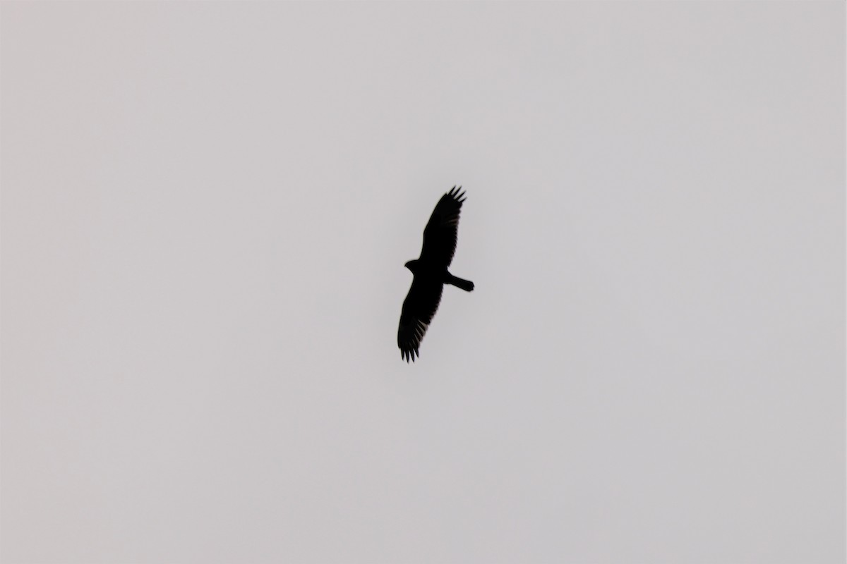 Swamp Harrier - ML631006733