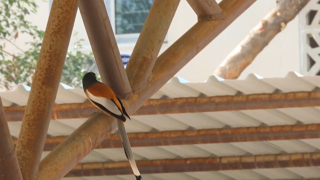 Rufous Treepie - ML631007112