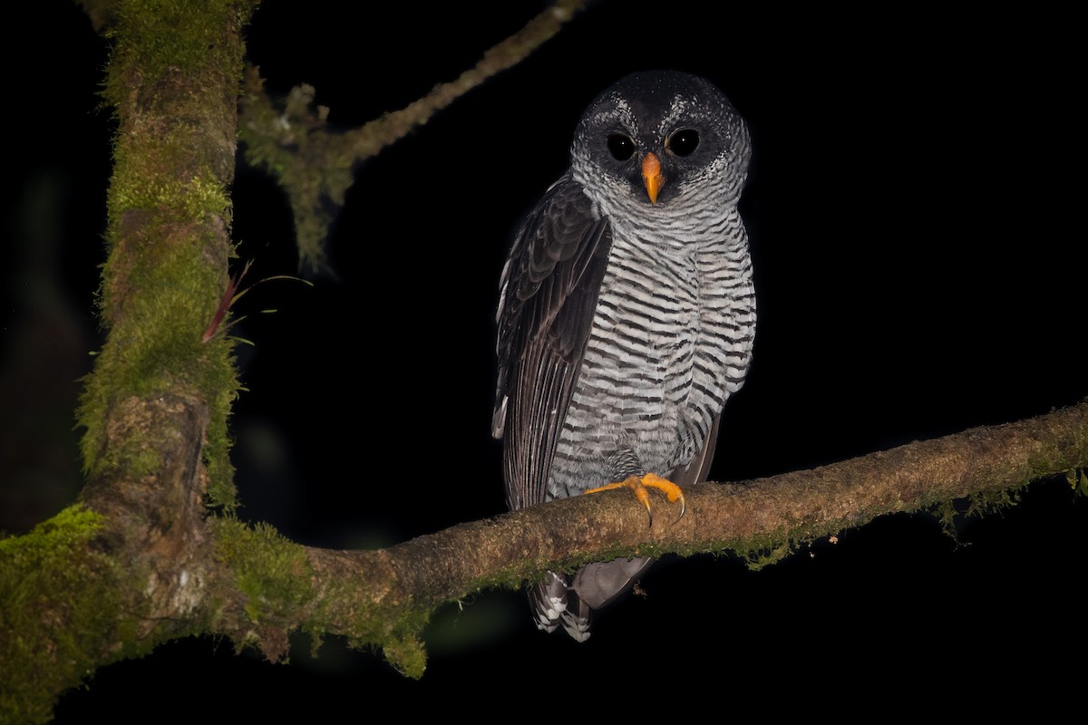 Black-and-white Owl - ML631007123