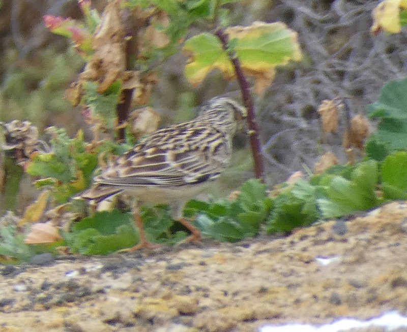 Wood Lark - ML631007126