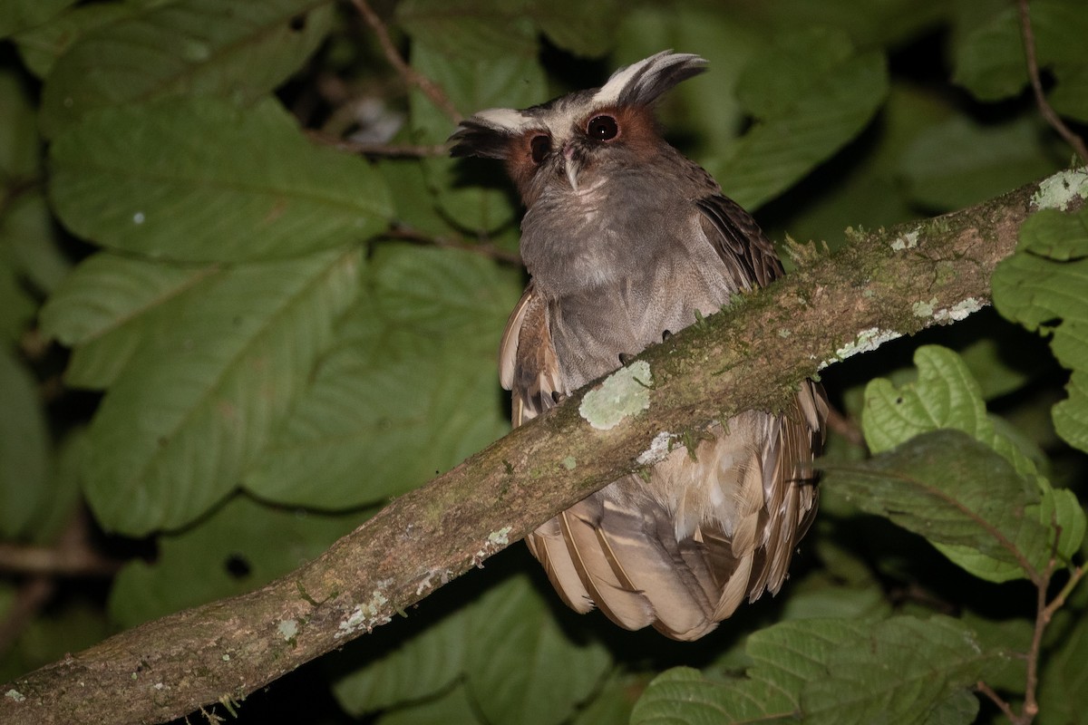 Crested Owl - ML631007185