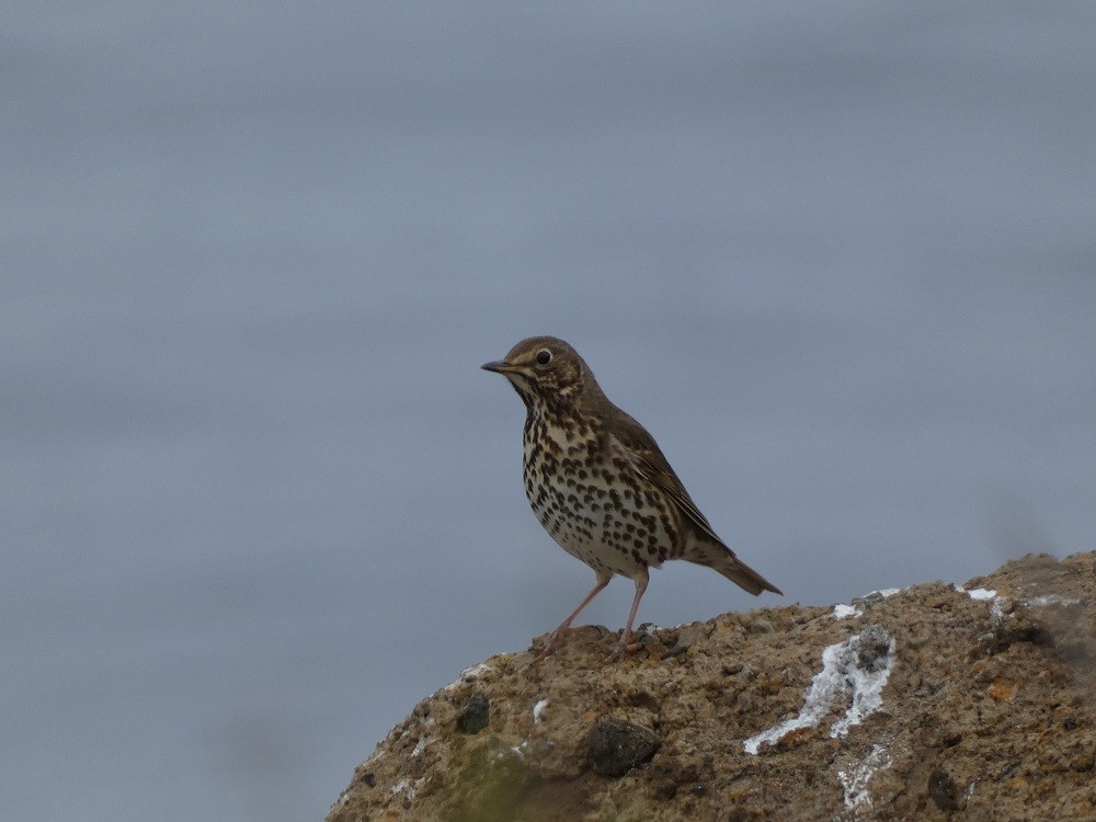Song Thrush - ML631007203