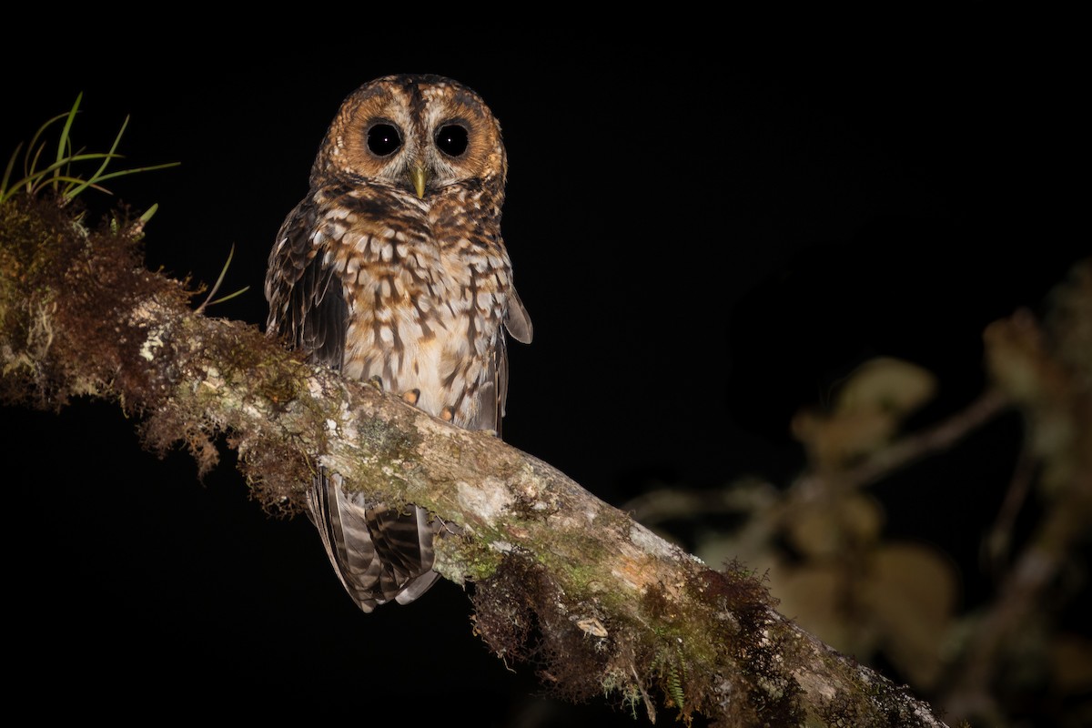 Rufous-banded Owl - ML631007254