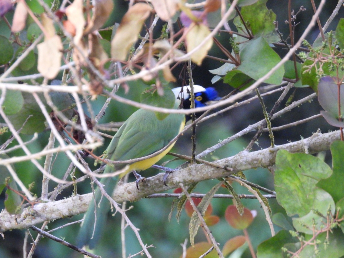 Green Jay - ML631007334