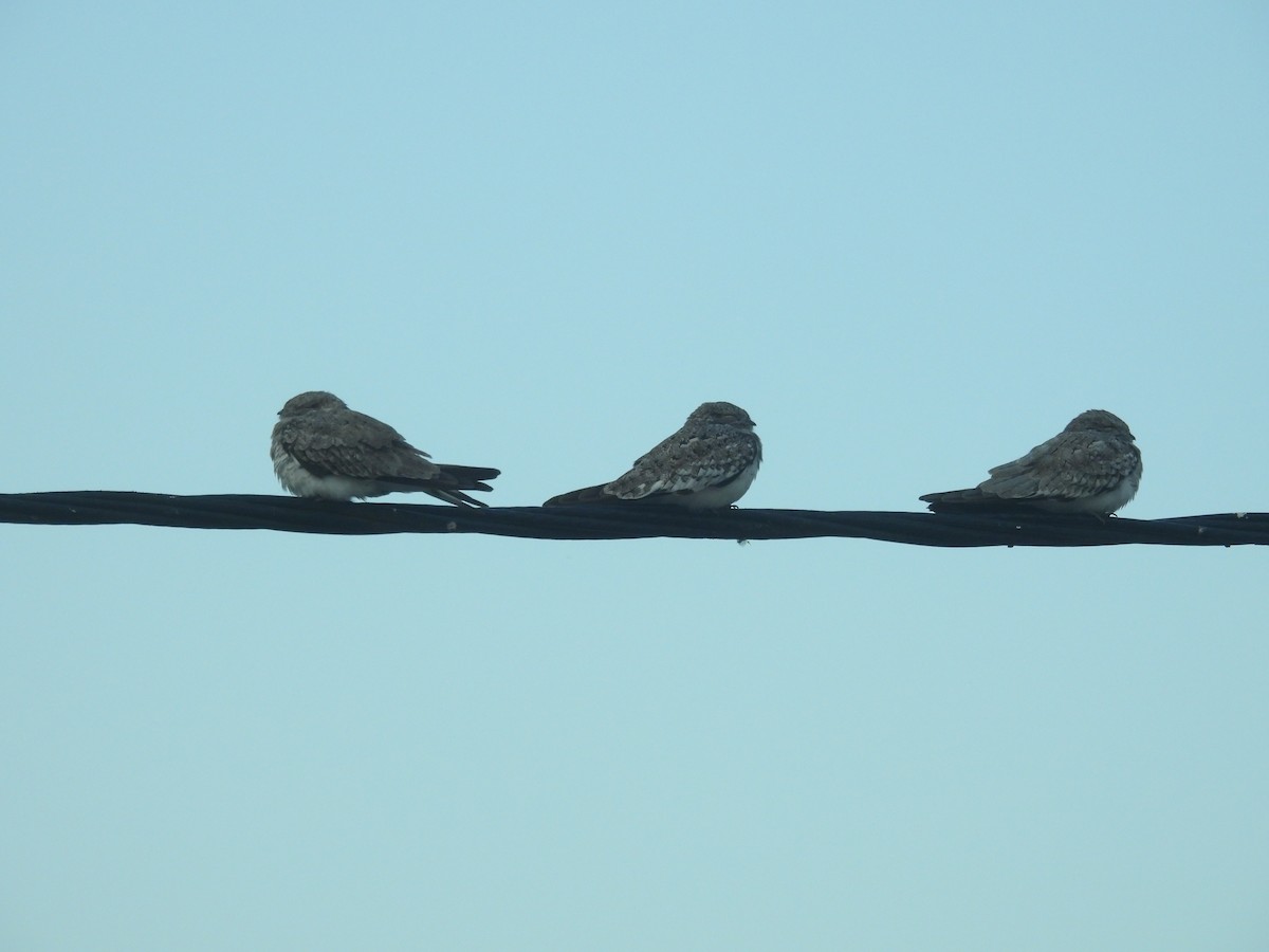 Sand-colored Nighthawk - ML631007435