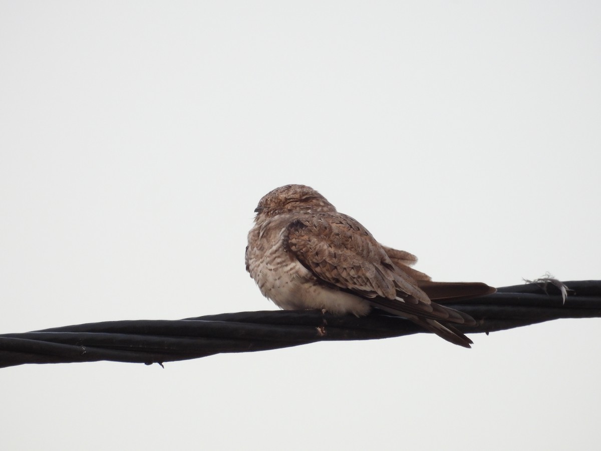 Sand-colored Nighthawk - ML631007438