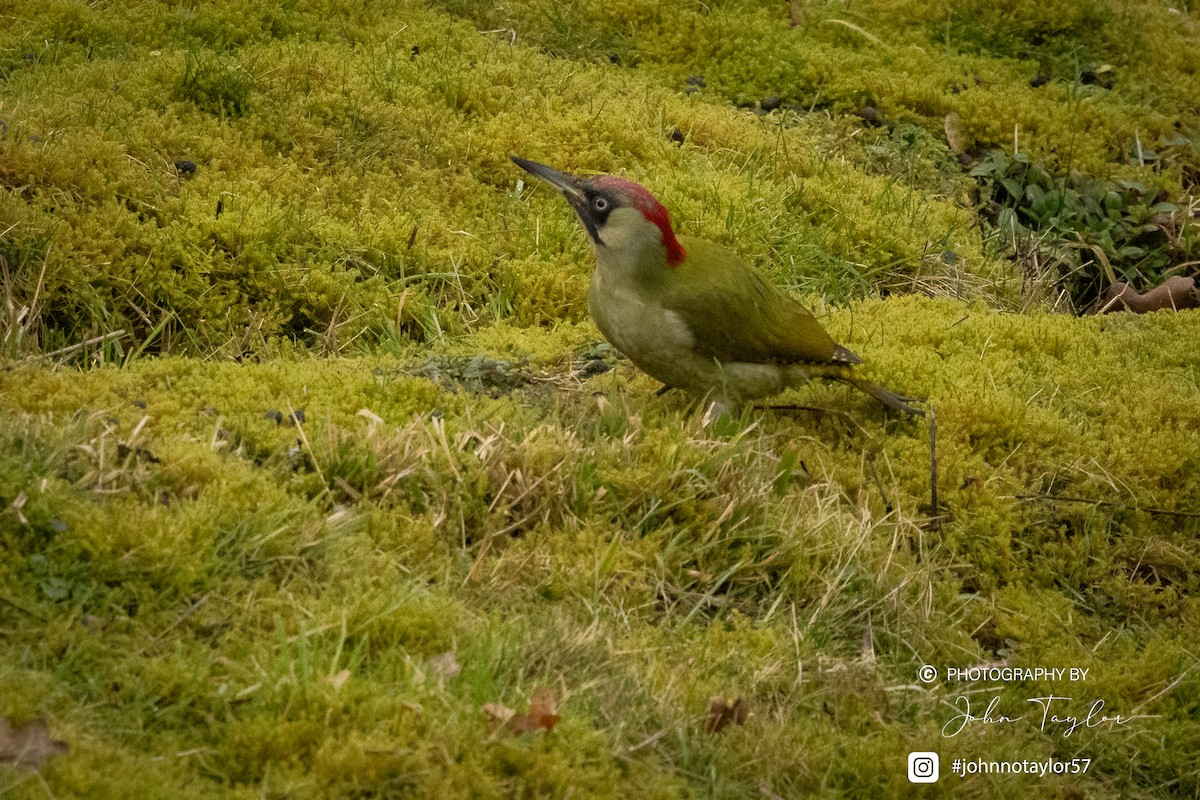 Eurasian Green Woodpecker - ML631007641