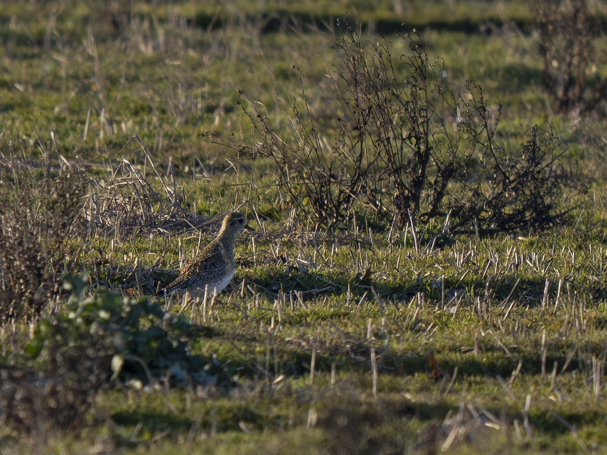 European Golden-Plover - ML631007643